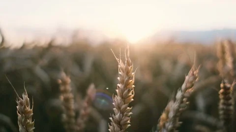 Wheat field blowing by the wind. Slow motion. Sunset. Stock Footage 121205396