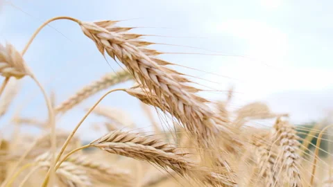 Wheat field blowing by the wind. Slow motion. 스톡 동영상 162891664