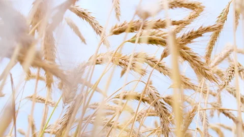 Wheat field blowing by the wind. Slow motion. Stock Footage 162892517
