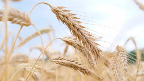 Wheat field blowing by the wind. Slow motion. Stock Footage 165384957
