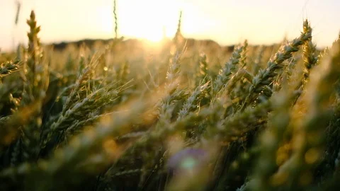 Wheat field blowing by the wind. Sunset, with sunbeams into the camera. Stock Footage 121205339