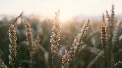 Wheat field blowing by the wind. Sunset, with sunbeams into the camera. Stock Footage 121205383