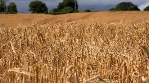 Wheat field blowing in the wind trees in background UK 4K Stock Footage 112174233