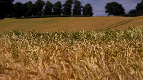 Wheat field blowing in the wind UK 4K Video stock 91258449