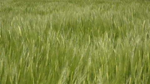 Wheat field blowing in the wind UK 4K Stock-Footage 110700141