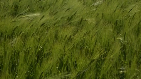 Wheat field blowing in the wind UK 4K 스톡 동영상 111224330