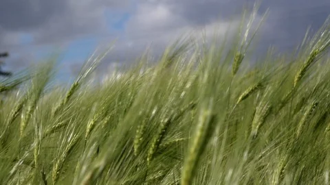 Wheat field blowing in the wind UK 4K Видео 111224553