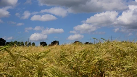 Wheat field blowing in the wind UK 4K Stock Footage 111227475