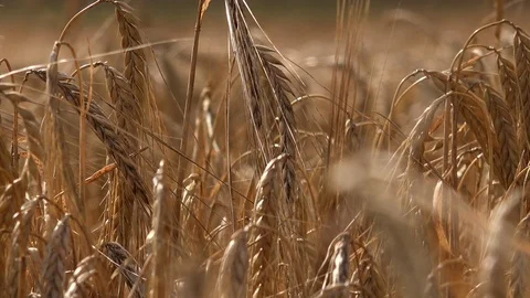Wheat field blowing in the wind UK 4K Stock Footage 112175974