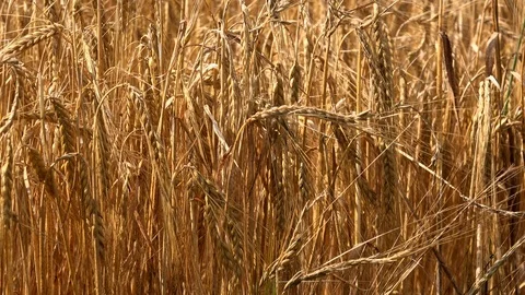 Wheat field blowing in the wind UK 4K Stock Footage 112178020