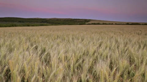 Wheat field blows in the wind 動画素材 50933653