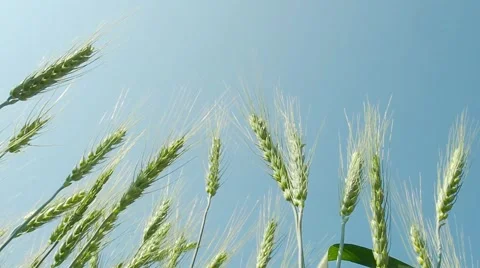 Wheat field in the blue sky background Stock Footage 65138976