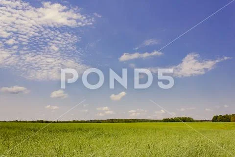Wheat field with blue sky in the background Stock Photos