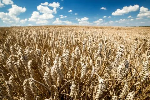 Wheat field on blue sky background Stock Photos