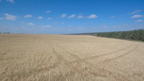 Wheat field blue sky clouds. Stock Footage 94106496