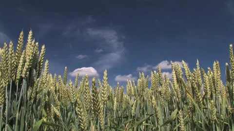 Wheat field blue sky Stock Footage 11610020