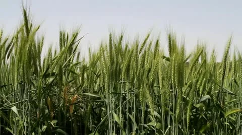 Wheat field blue sky 動画素材 22335537