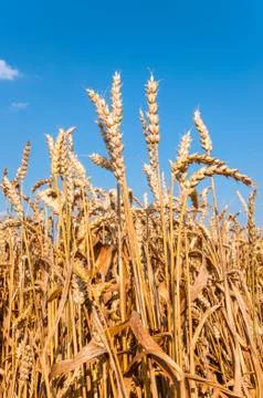 Wheat field with blue sky Stock Photos