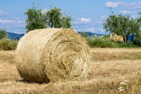 Wheat field with blue sky Stock Photos