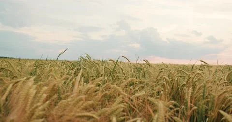 Wheat Field Blue Sky Summer Vídeo Stock 135621185