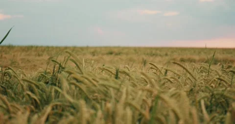 Wheat Field Blue Sky Summer Stock Footage 135621214