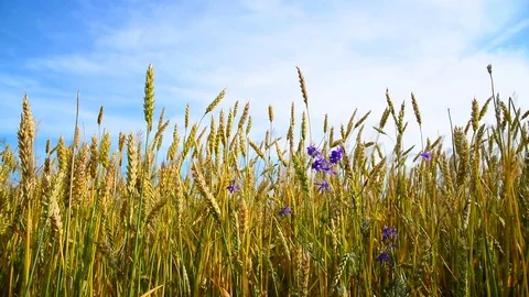 Wheat field with blue wildflowers Stock Footage