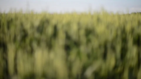 Wheat Field Blurring And Unblurring Stock Footage 100686633