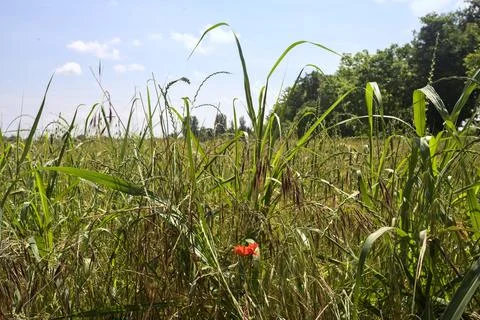 Wheat field bordered by a grove Stock Photos