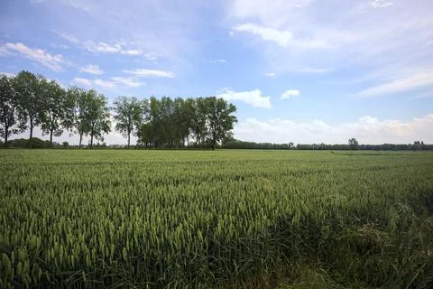 Wheat field bordered by a row of poplars Stock Photos