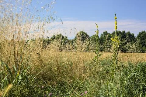 Wheat field bordered by wild flowers with a grove afar in summer in the ita.. Stock Photos