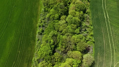 Wheat field borders a green forest with trees and crops in view near farm land Stock Footage 337879140