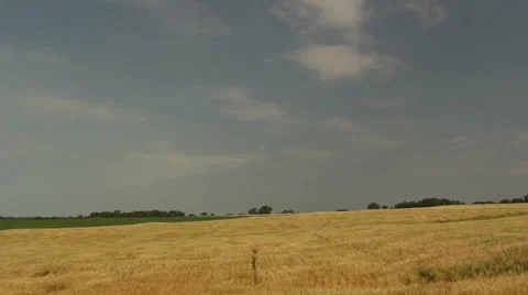 Wheat field breeze Stock Footage 35663512