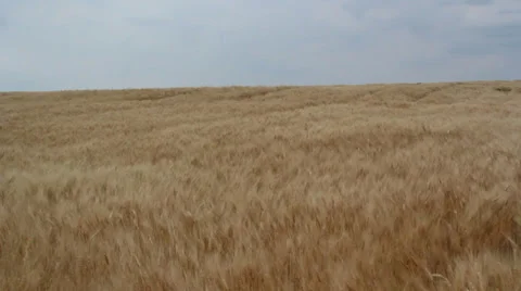 Wheat field breeze III Stock Footage 35663378
