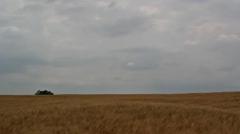 Wheat field breeze IV Stock Footage 35663376