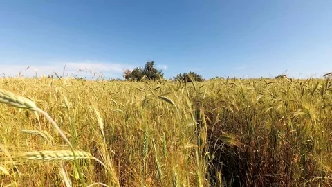 Wheat field on a bright summer day. Time-lapse Stock Footage 111982899