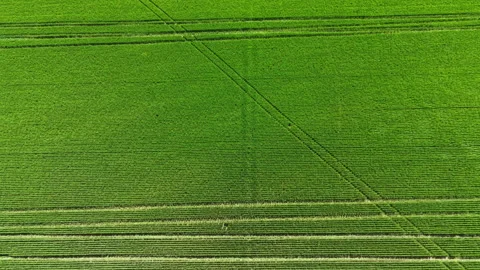 Wheat field in broad daylight with clear lines marking rows and sections of Stock Footage 340164941