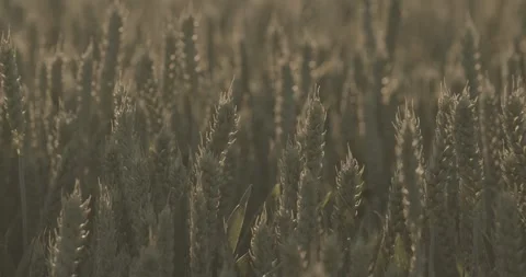 Wheat field broll1 Video stock 277451121