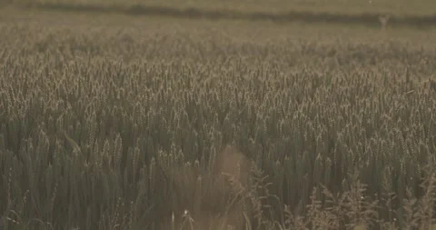 Wheat field broll3 Video stock 277451136