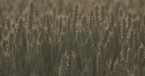 Wheat field broll4 Video stock 277451139