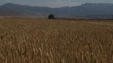 Wheat Field, Buğday Tarlası Stock Footage 65305027