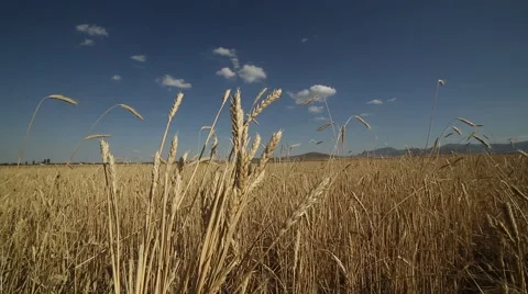 Wheat Field, Buğday Tarlası Stock Footage 65305238