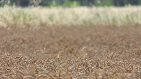 Wheat field with camera change focus to background plants Stock-Footage 112002544