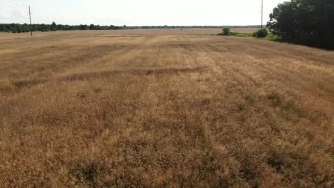 Wheat field. The camera flies over the field. Vídeos de archivo 246282949