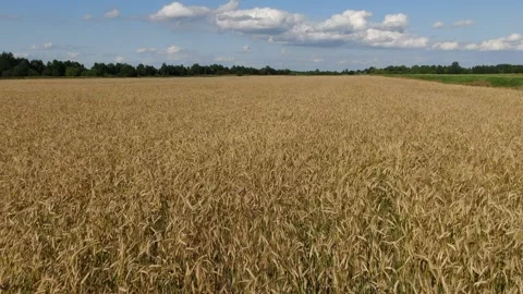 Wheat field. The camera flies over the field. Stock Footage 246283028