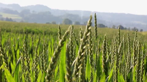 Wheat field with camera motion Vidéo 5961925