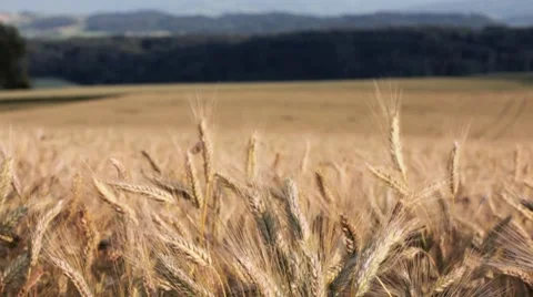 Wheat field with camera motion Video stock 7748040