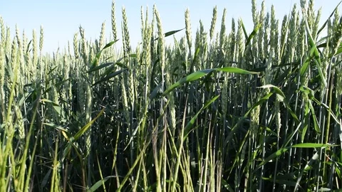 Wheat field camera movement right through the spikelets Stock Footage 111287157