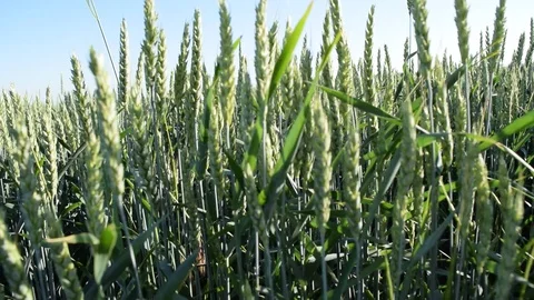 Wheat field camera movement to the right video Stock Footage 111287178