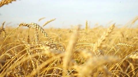 Wheat field. The camera moves among the golden ears Stock Footage 139127692