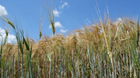 Wheat Field Camera Slider Stock Footage 39901065